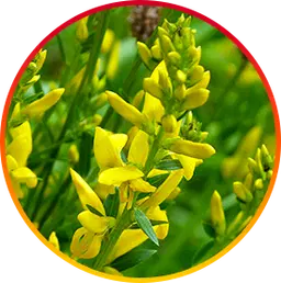 Anti-inflammatory weight loss compound