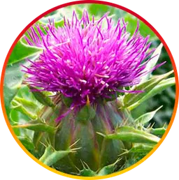 Milk thistle for liver regeneration